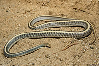 Desert Patch-nosed Snake