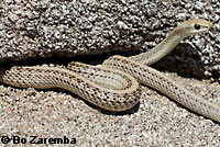 Desert Patch-nosed Snake