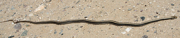 Desert Patch-nosed Snake