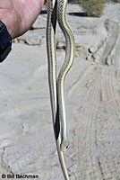 Desert Patch-nosed Snake