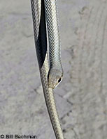 Desert Patch-nosed Snake