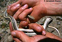 Desert Patch-nosed Snake