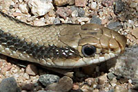 Desert Patch-nosed Snake