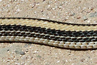 Desert Patch-nosed Snake