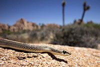 Desert Patch-nosed Snake