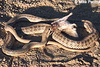 Desert Patch-nosed Snake