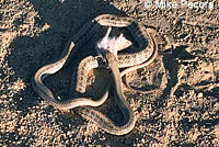 Desert Patch-nosed Snake