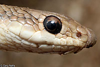 Desert Patch-nosed Snake