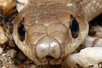 Desert Patch-nosed Snake