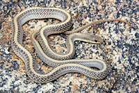 Desert Patch-nosed Snake