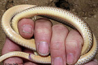 Desert Patch-nosed Snake