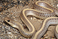 Desert Patch-nosed Snake