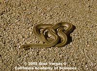 Desert Patch-nosed Snake