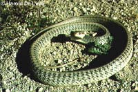 Desert Patch-nosed Snake