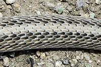 Mohave Patch-nosed Snake