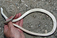 Mohave Patch-nosed Snake