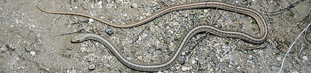 Mohave Patch-nosed Snake