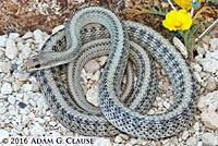 Mohave Patch-nosed Snake