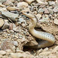 Mohave Patch-nosed Snake