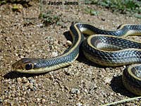 Coast Patch-nosed Snake