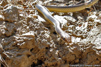 Coast Patch-nosed Snake