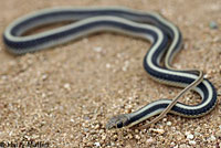 Coast Patch-nosed Snake