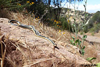 Coast Patch-nosed Snake