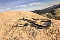 Coast Patch-nosed Snake