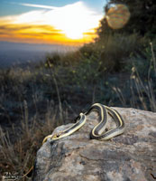 Coast Patch-nosed Snake