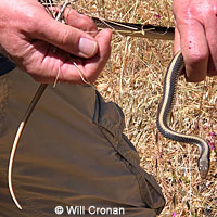 Coast Patch-nosed Snake