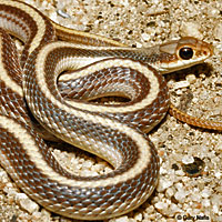 Coast Patch-nosed Snake