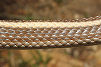 Coast Patch-nosed Snake