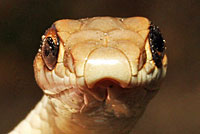 Coast Patch-nosed Snake