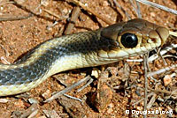 Coast Patch-nosed Snake