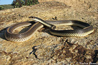 Coast Patch-nosed Snake