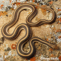 Coast Patch-nosed Snake