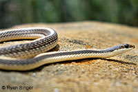 Coast Patch-nosed Snake