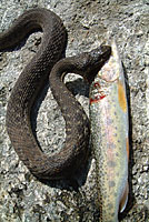 Two-striped Gartersnake