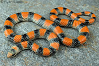 Variable Groundsnake