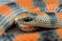 Variable Groundsnake