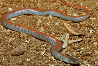 Variable Groundsnake