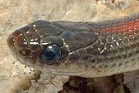 Variable Groundsnake