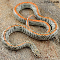 Variable Groundsnake