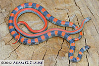 Variable Groundsnake