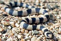 Variable Groundsnake