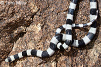 Variable Groundsnake