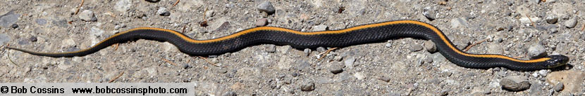 Santa Cruz Gartersnake