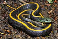 Santa Cruz Gartersnake