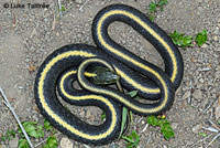 Santa Cruz Gartersnake