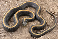 Santa Cruz Gartersnake